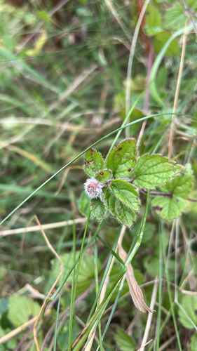 Germander Speedwell Gall-midge