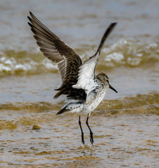 Calidris fuscicollis