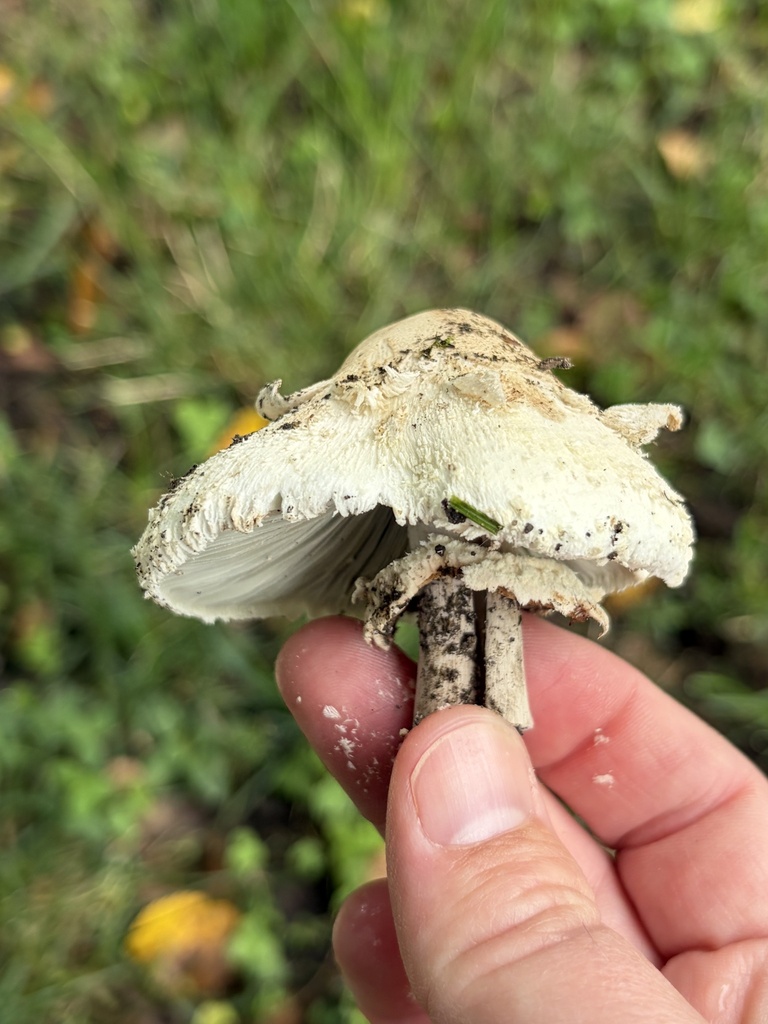 Green-spored Parasol · August 2026 · photo: Photo: (c) Julie Travaglini, some rights reserved (CC BY) · iNaturalist
