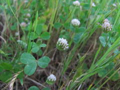 Trifolium microdon