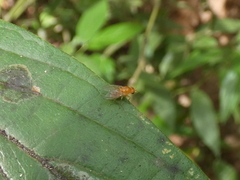 Neogriphoneura