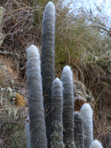 Borzicactus strausii