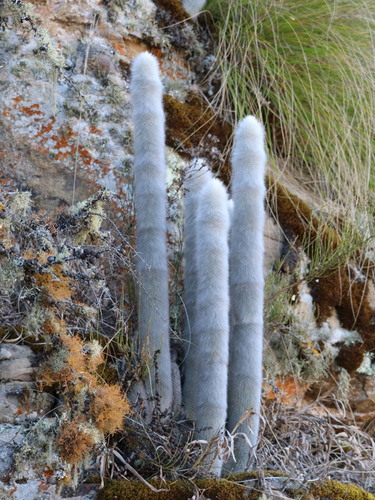 Borzicactus strausii