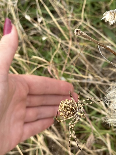 Lobed Argiope