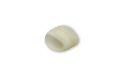 Polinices mammilla observed 2026-08-03