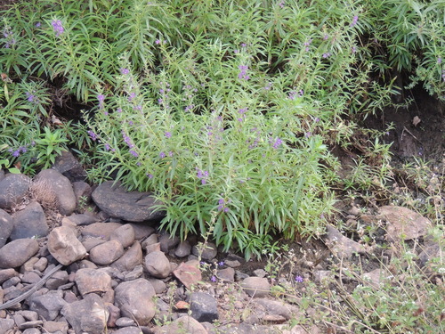 Angelonia biflora, photograph 1
