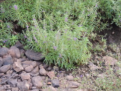 (c) Paulo Nogueira, some rights reserved (CC BY) Angelonia biflora, photograph (c) Paulo Nogueira, some rights reserved (CC BY)