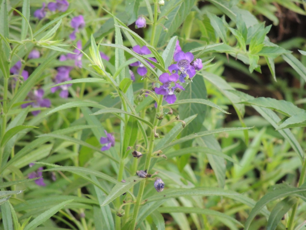 Angelonia biflora; photograph (c) Paulo Nogueira, some rights reserved (CC BY)