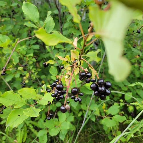 chokecherry