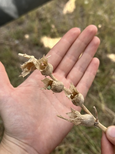 black henbane