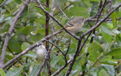 Black-throated Gray Warbler