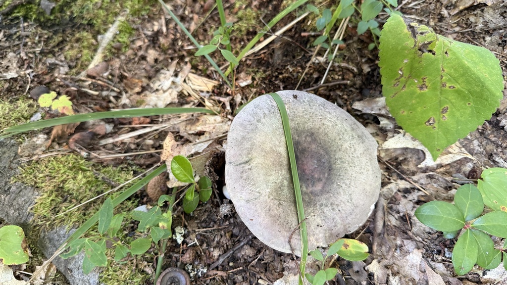Variable Russula · August 2026 · photo: Photo: (c) Kerry Williams, some rights reserved (CC BY) · iNaturalist