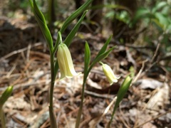 Uvularia puberula