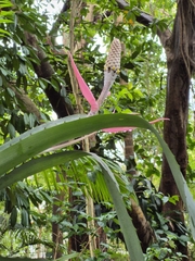 Aechmea bromeliifolia, photograph author not stated, no rights reserved