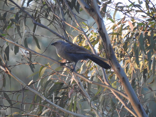 Apostlebird