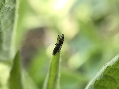 Dilophus tibialis breviceps