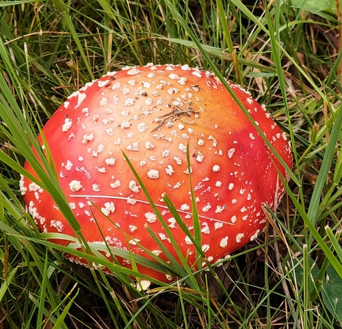 Fly Agaric