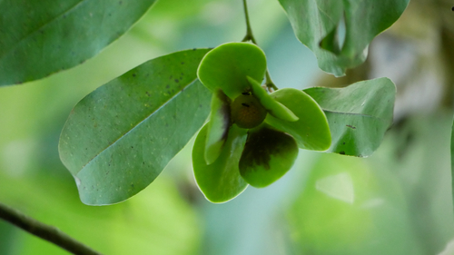 Malmea depressa, 2026-07-15