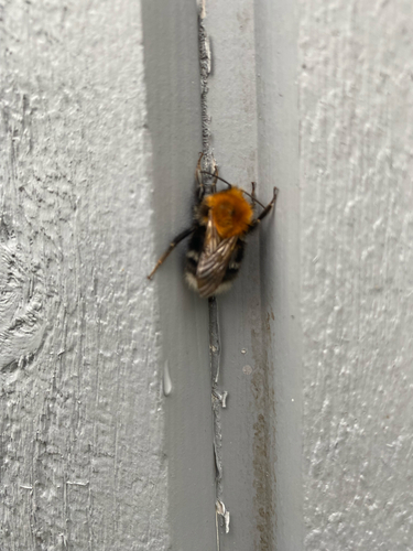 Tree Bumble Bee