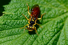 Onycholyda sitkensis