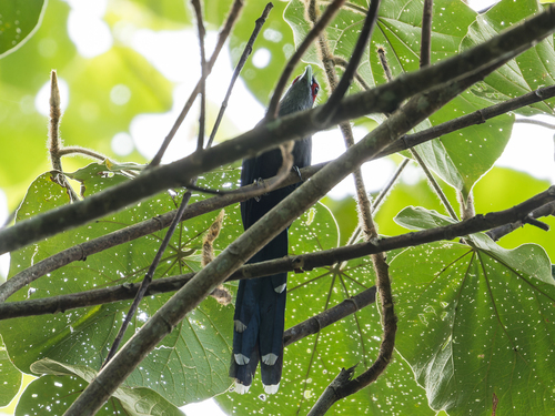 Black-bellied Malkoha (Malay)