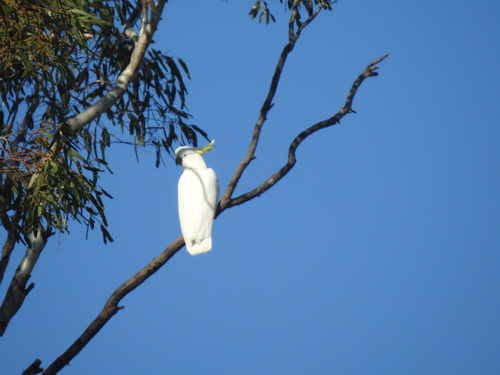 Sulphur-crested Cockatoo