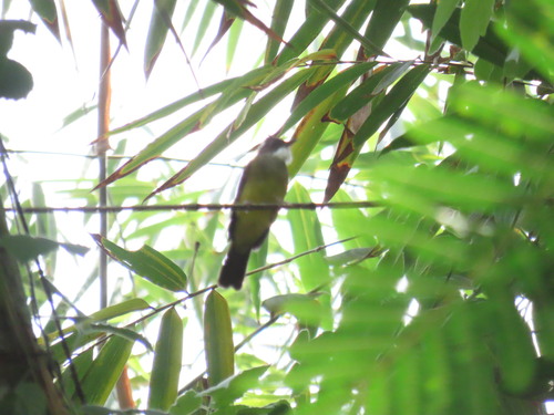 Alophoixus bres observed 2026-08-15