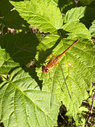 Autumn Meadowhawk