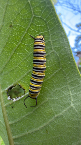 Monarch