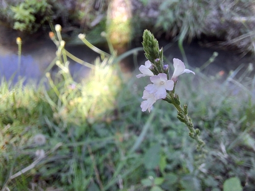 Common vervain