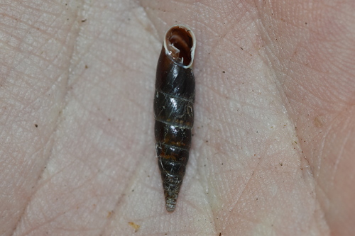 Plaited Door-snail, Sveti Rok, Croatia, photo 9 of 10