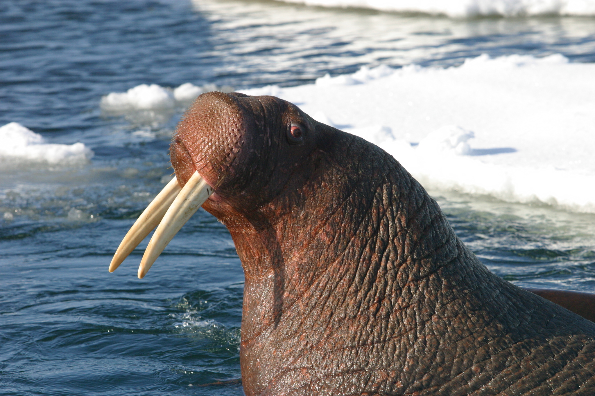 Walrus (Odobenus rosmarus) · iNaturalist