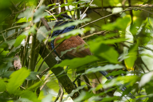 Short-toed Coucal