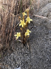 Aphyllon fasciculatum