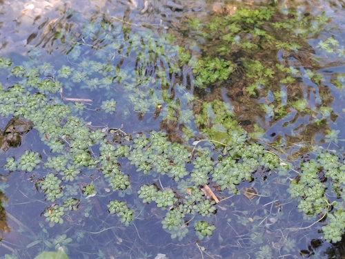Blunt-fruited Water-starwort
