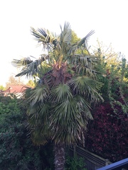 Trachycarpus
