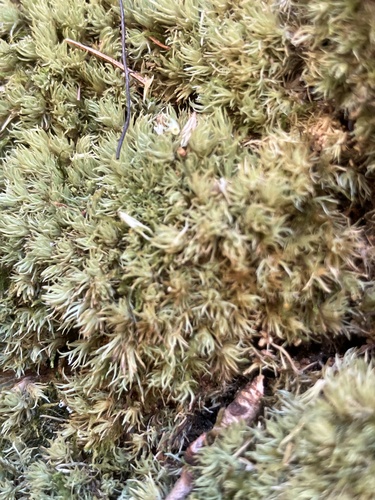Leucobryum juniperoideum observed 2026-08-15
