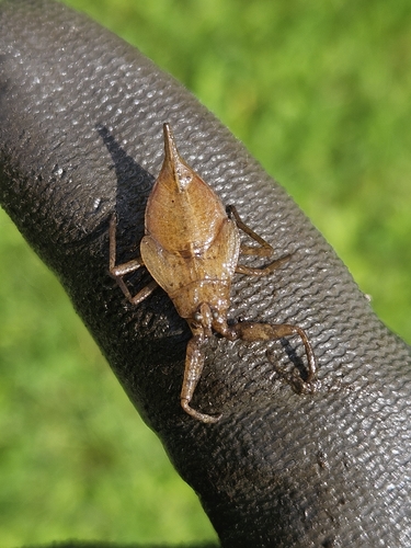 Eurasian Water Scorpion