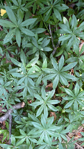 Наблюдение на iNaturalist