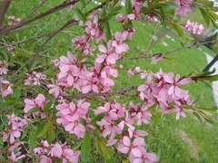 Amygdalus