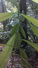 Garcinia atroviridis