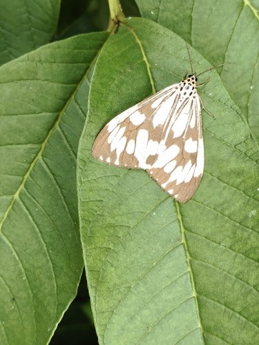 Marbled White Moth