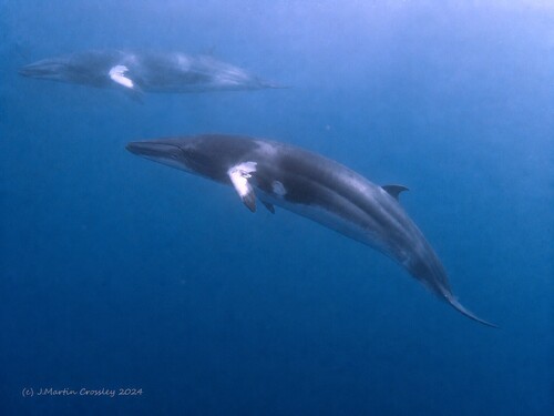 Common Minke Whale, photo 10 of 10