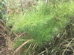 Foeniculum vulgare dulce