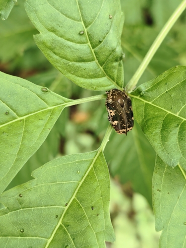 Mango Flower Beetle