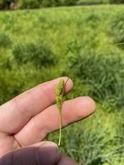 Carex granularis