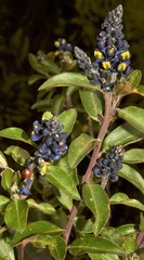 Monnina phillyreoides