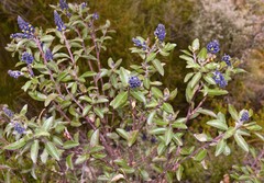 Monnina phillyreoides