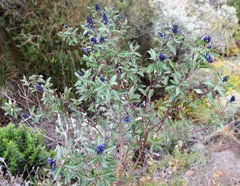 Monnina phillyreoides