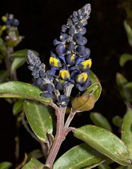 Monnina phillyreoides